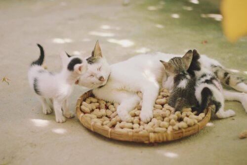 Babykatzen mit Mutterkatze im Fressnapf