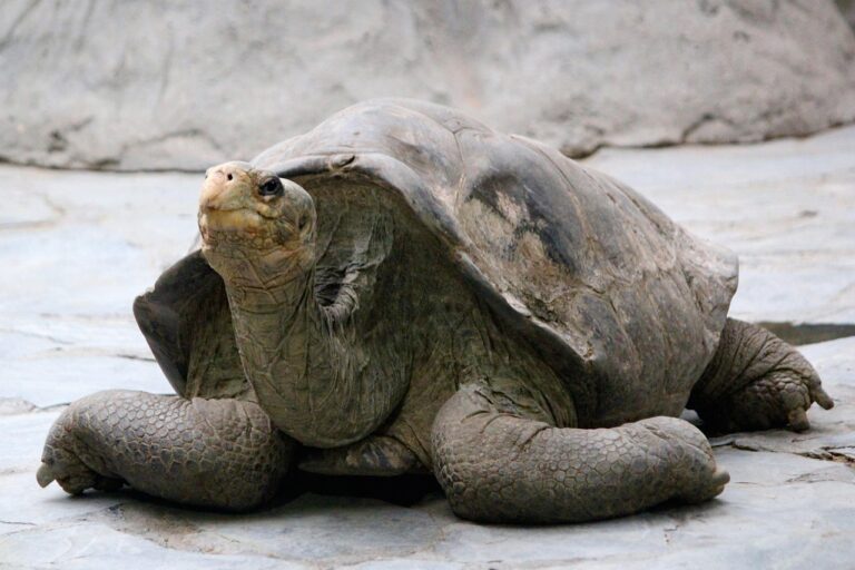 Riesenschildkröte