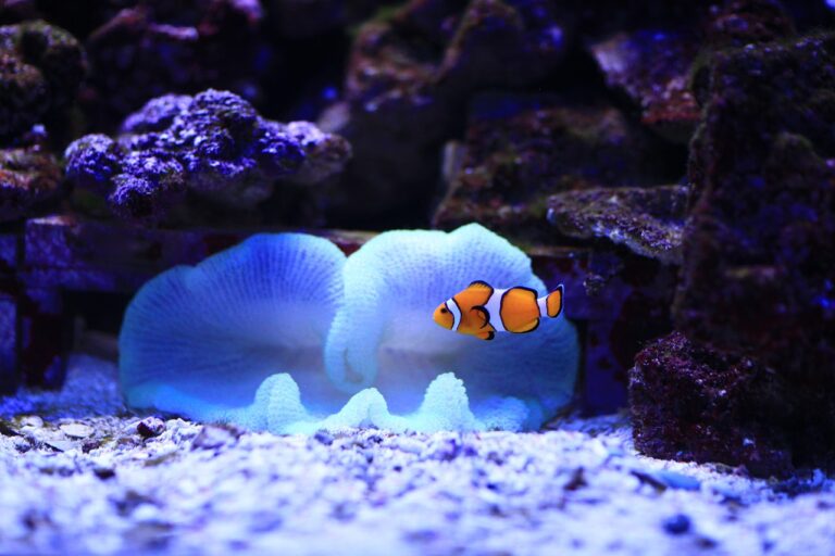 Clownfisch im Wasser