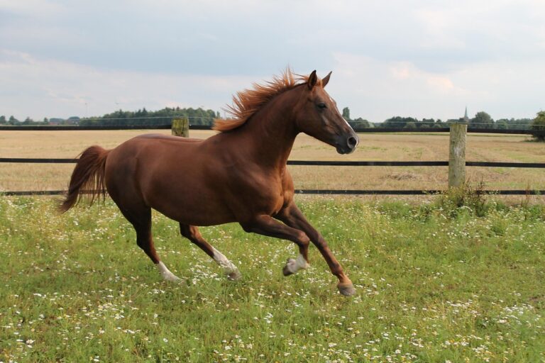 braunes Pferd, das auf einer Wiese läuft