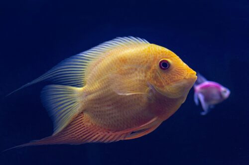 gelb-oranger Fisch