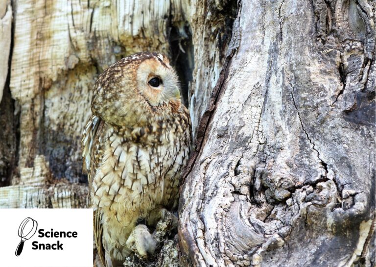 © Pixabay / Kevinsphotos