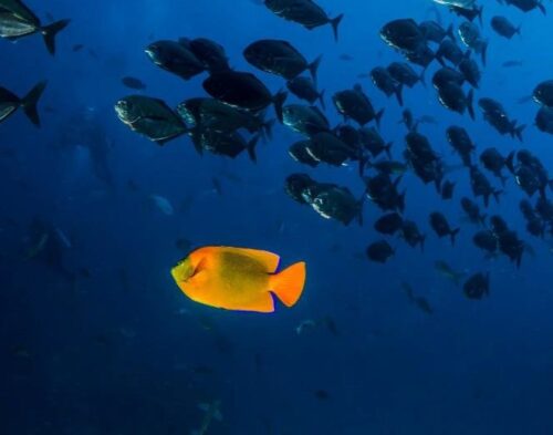 Ein Schwarm von Fischen, die im blauen Wasser schwimmen. Alle Fische sind dunkel, nur einer sticht orangegelb heraus.
