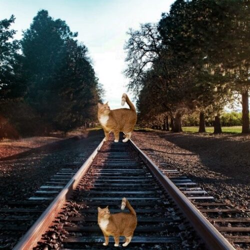 Katzen auf den Schienen, die unterschiedlich groß wirken