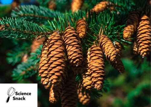 Science Snack_Zapfenhygrometer