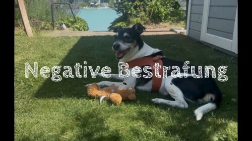Hund Lumpi auf der Wiese, darüber der Schriftzug "Negative Bestrafung"