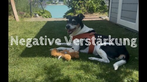 Hund Lumpi liegt in der Wiese, darüber der Schriftzug "Negative Verstärkung"