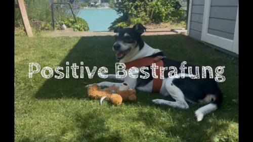 Hund Lumpi liegt in der Wiese, darüber ist der Schriftzug "Positive Bestrafung"