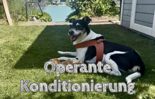 Hund Lumpi auf einer Wiese, darüber steht der Schriftzug "Operante Konditionierung"