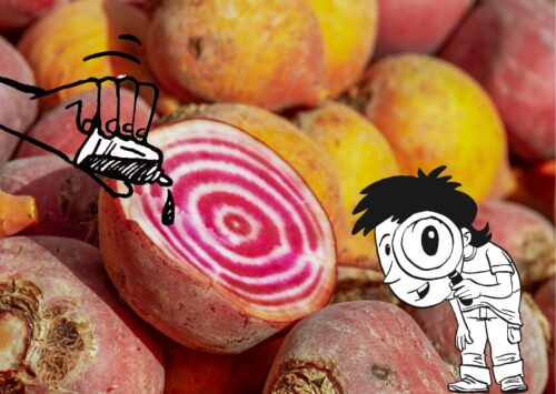 aufgeschnittene rote Rüben, auf die etwas getropft wird