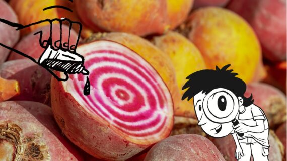 aufgeschnittene rote Rüben, auf die etwas getropft wird