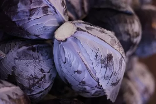 Mehrere Blaukraut Häupel